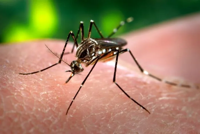 Aedes aegypti mosquito vector in clinical focus